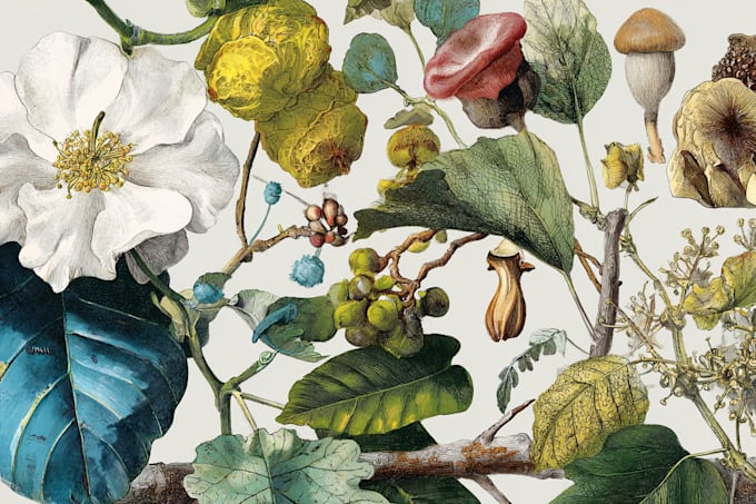 paint botanical and scientific illustrations