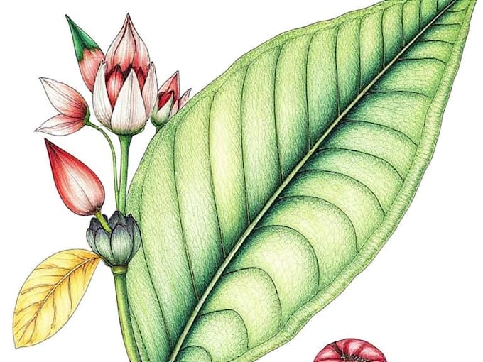 draw botanical and anatomical scientific illustrations