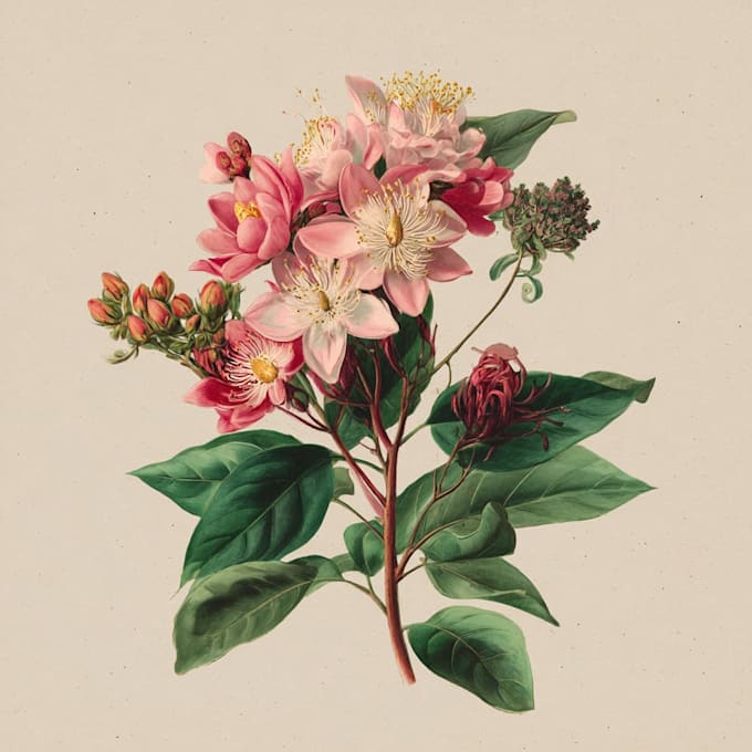 design best botanical illustration