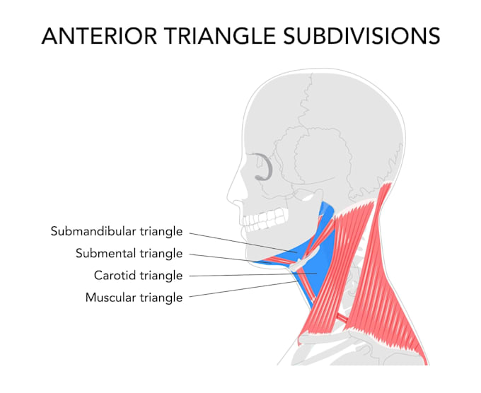 do 3d medical illustration