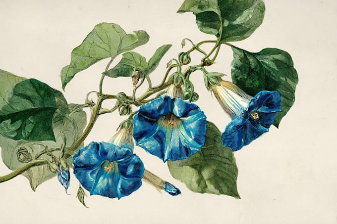 create a botanical illustration in the watercolor