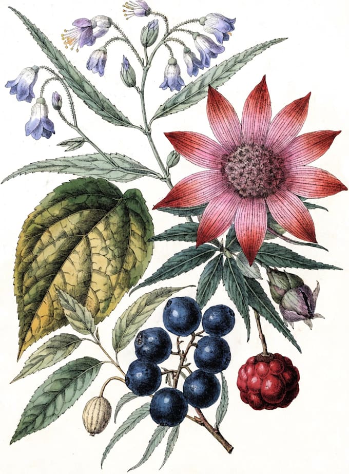 draw fineline botanical delicate flowers