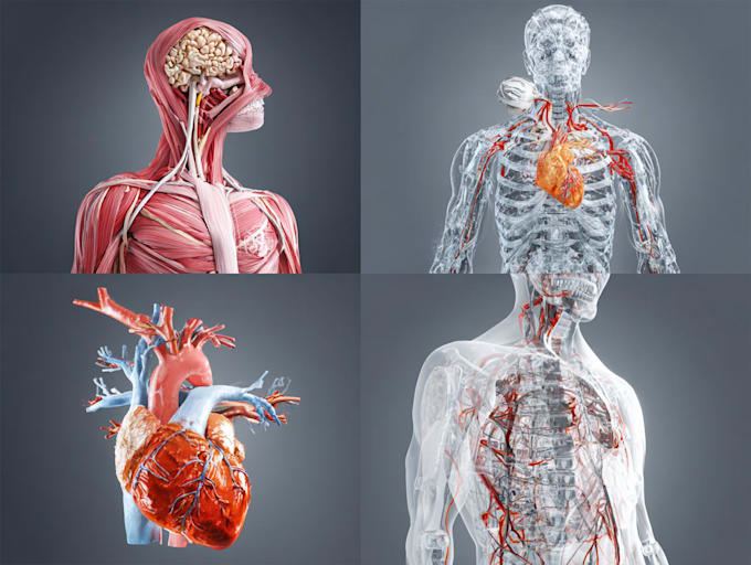 create professional veterinary anatomy illustration