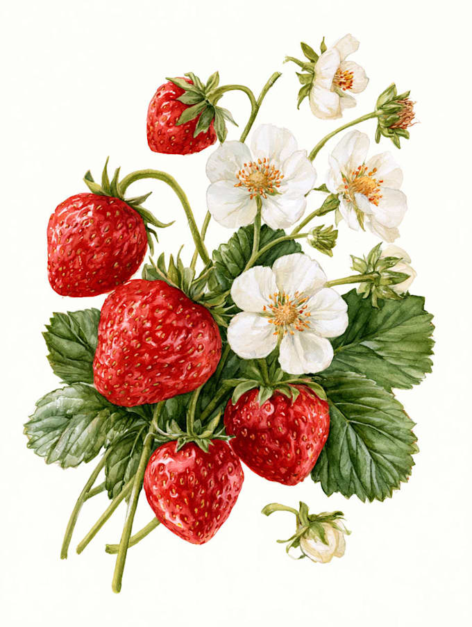 create botanical illustration of flower