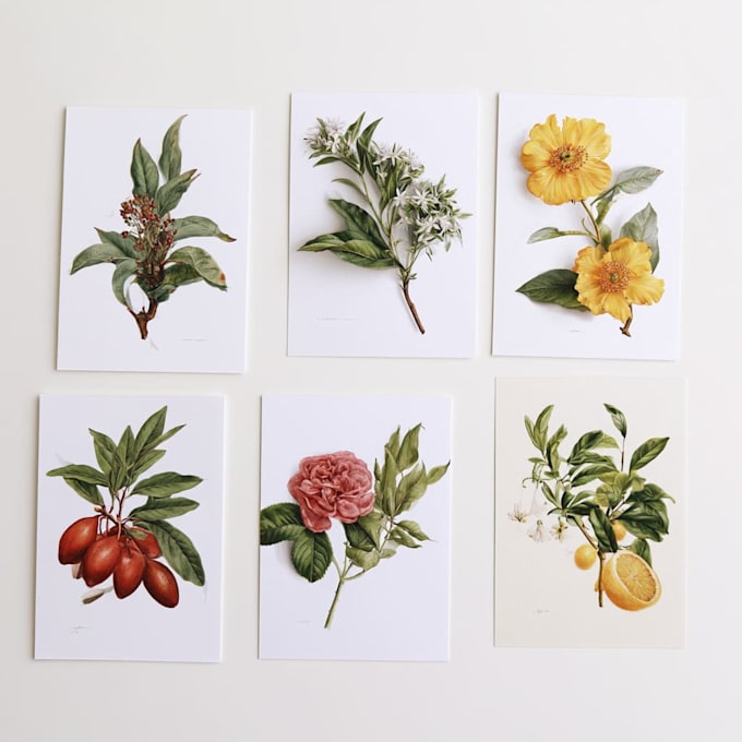illustrate best botanical illustration