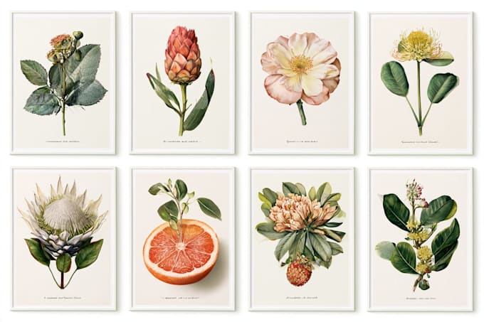 draw vector botanical illustrations of plants