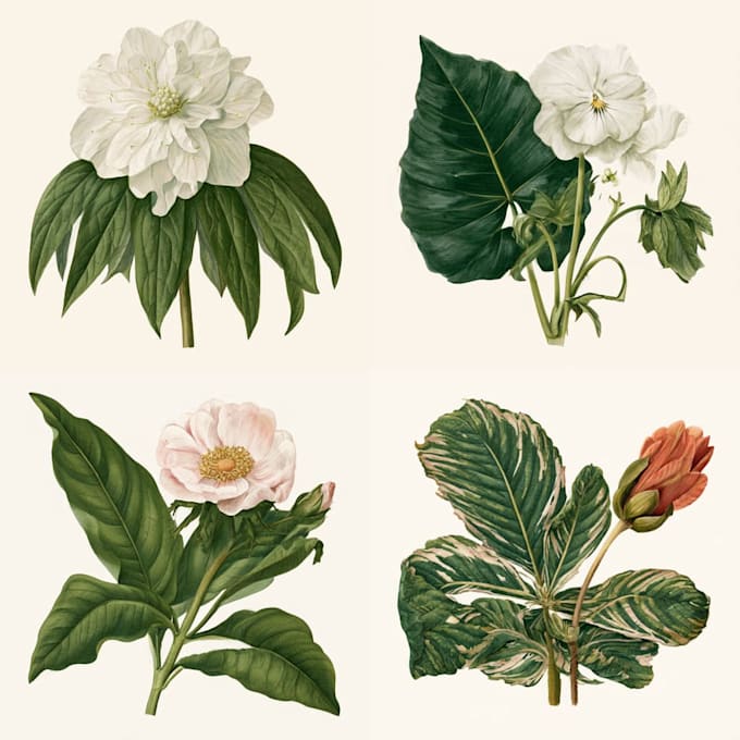 design elegant botanical illustrations for branding