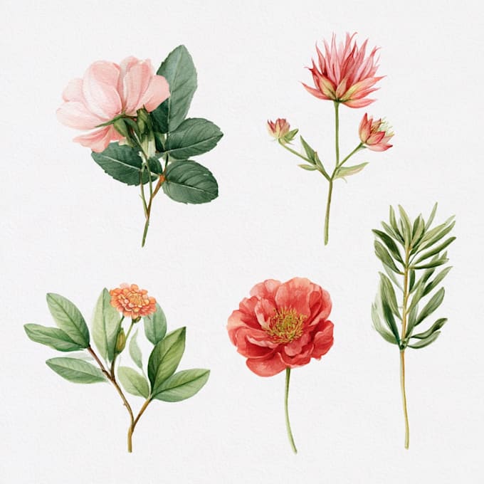 illustrate best botanical illustration