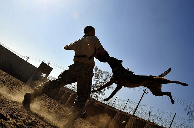 write An Engaging Article on Pets And Animal Care