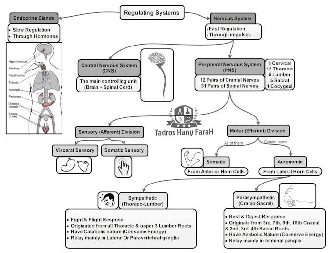 make a summarized memorable mind map or  flowchart