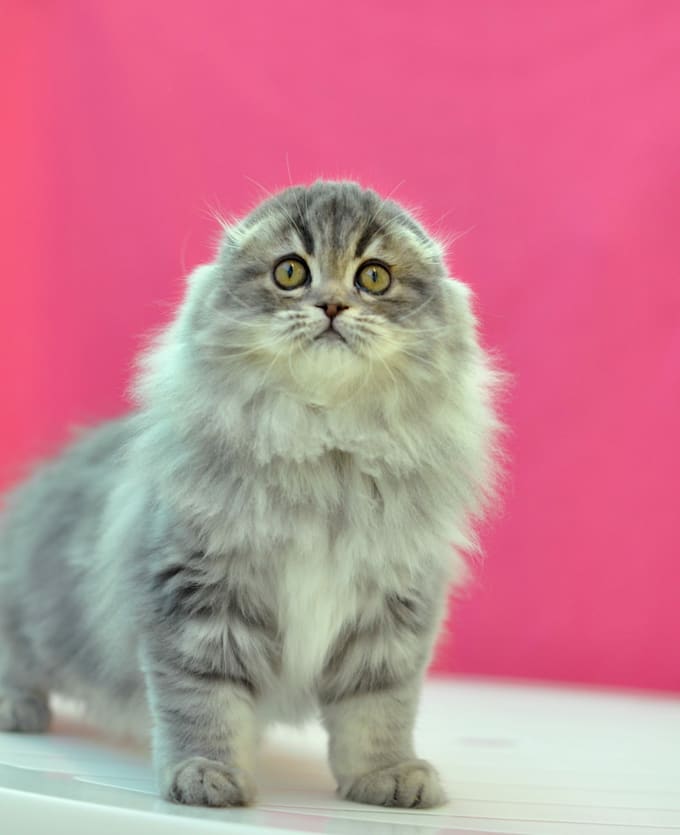 Take A Picture With My Beautiful Scottish Fold Cat By Elizazvaigzne