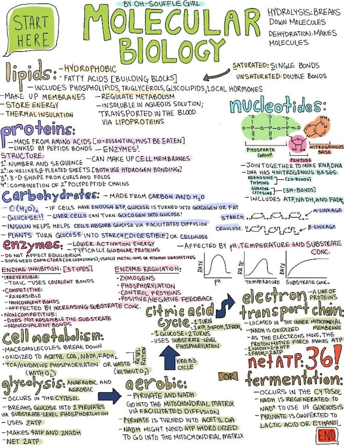 Prepare one page of tailored science notes by Thek07
