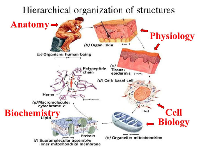 Do research on biochemistry, anatomy and physiology by Nitesh2020