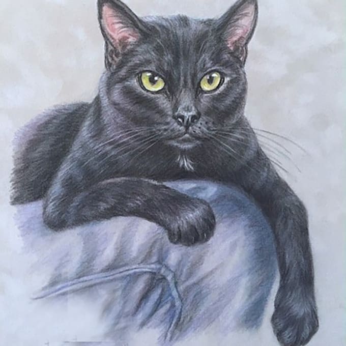 Top How To Draw A Realistic Black Cat in 2023 The ultimate guide