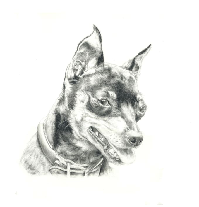 Hand Draw Your Pet In Pencil