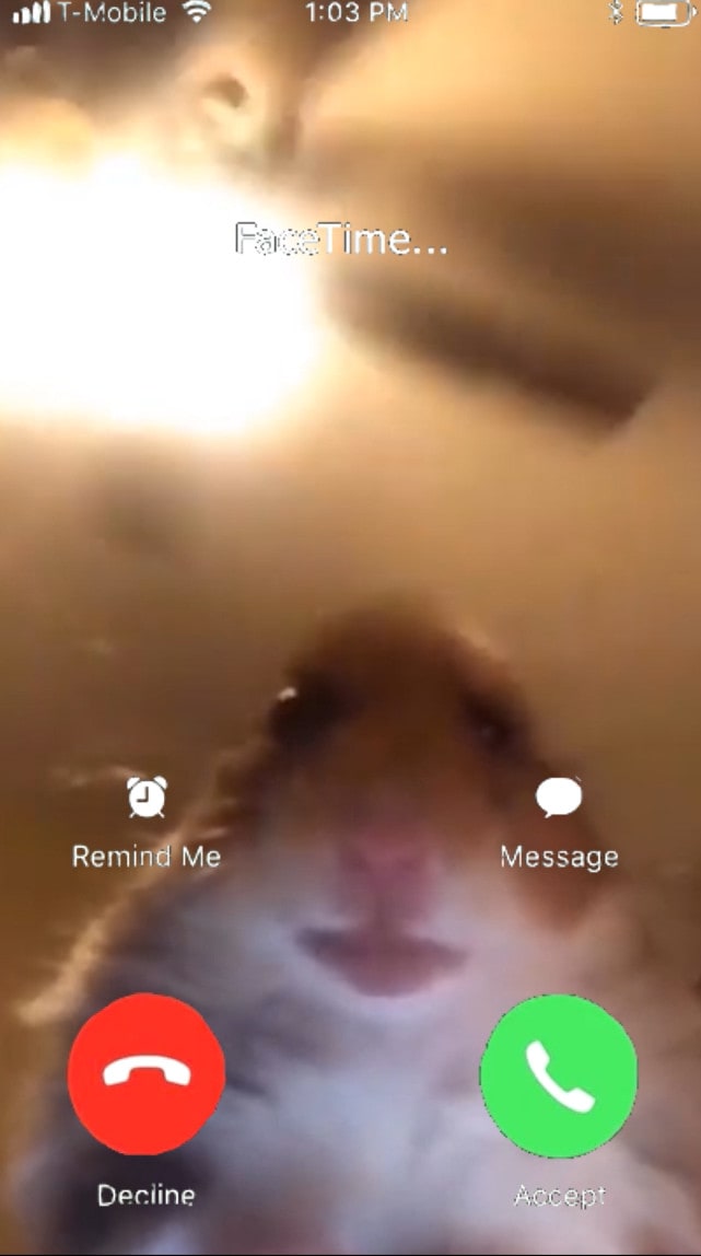 Hamster Meme Facetime