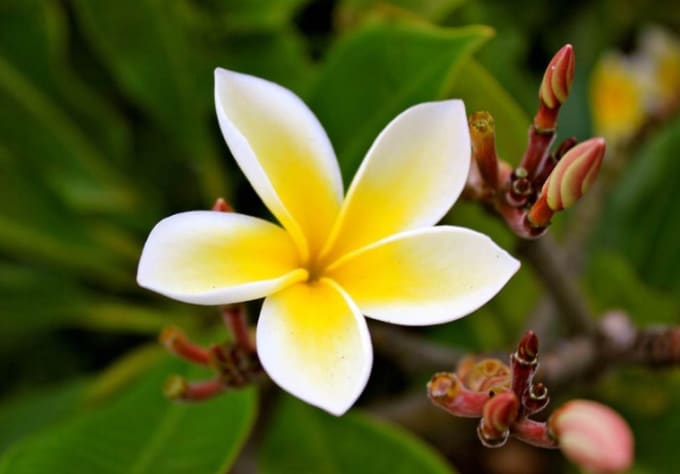 Send you one yellow flower plumeria plant cutting by Sergbot