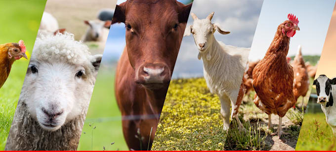 Dairy and Poultry Products