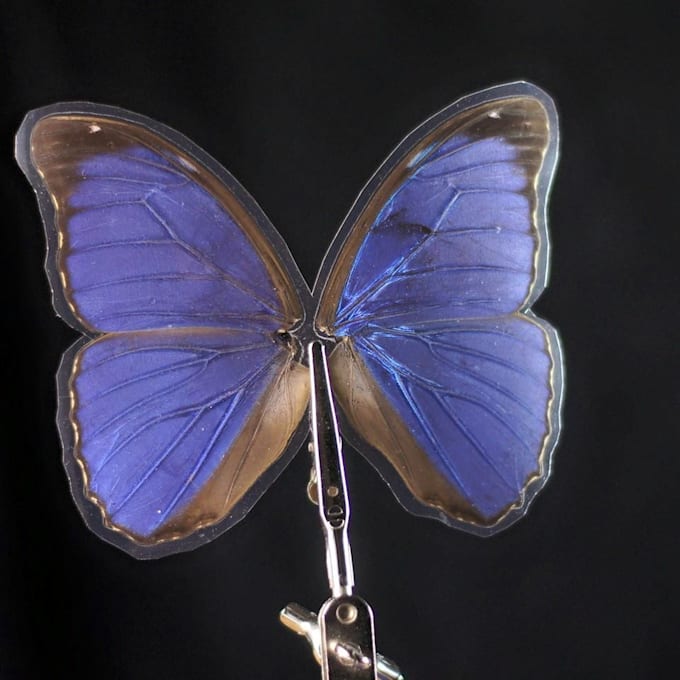 Send you a real laminated butterfly by Megan_m