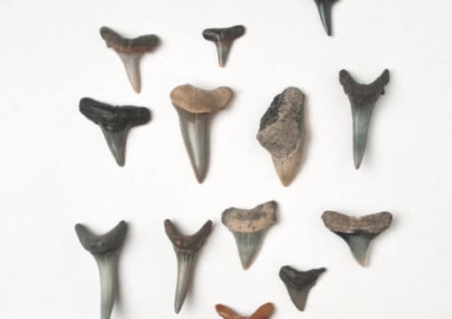 Find you at least 5 fossilized sharks teeth from a fl beach by Samrapoza