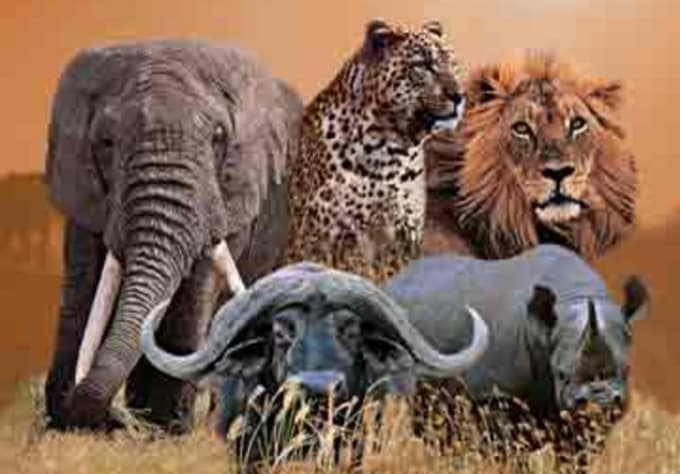 Share secrets of the big 5 animals found in our country by Palmac