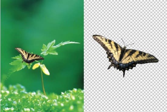 remove your image background very efficiently with photoshop