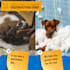 edit, retouch or combine photos, and create custom mockups