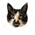 draw your dog and cat into cartoon portrait