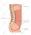 create custom vector and educational clip arts line drawings