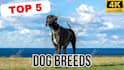 create wildlife animals copyright free fighting videos for youtube