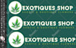 do cannabis marijuana or weed logo design