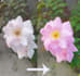 background removal, photo editing, retouching