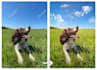 do your pet photo retouching and pet portrait editing in photoshop professional