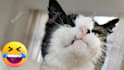 create funny viral cat dog animal pet videos compilation for youtube or facebook