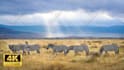 create and upload 4k wildlife, animal videos for youtube channel with SEO