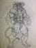 draw furry reference sheet nsfw fury art furry ref sheet fursona character