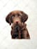 draw realistic color pencil pet portrait, pet sketch