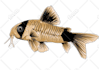 draw vector illustration modern unique fish design