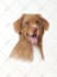 draw realistic color pencil pet portrait, pet sketch