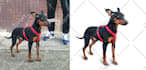 do your pet photo retouching and pet portrait editing in photoshop professional