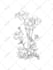 draw vector botanical illustrations of plants, fruits