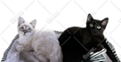 remove background from any image