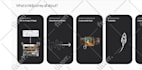 do a responsive website design, implementation on wix studio