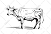vector trace, edit or enhance the quality of existing logo or image