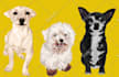 draw custom pet portrait pet illustration or dog portrait