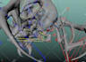 rig 3d animals, character, creatures, in maya for animation and games