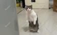create funny viral cat dog animal pet videos compilation for youtube or facebook