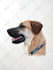 draw realistic color pencil pet portrait, pet sketch