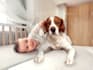 creatively edit, retouch and composite photo in photoshop