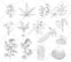 draw vector botanical illustrations of plants, fruits